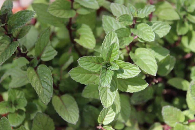 5 Remarkable Benefits of the Jamaican Black Mint
