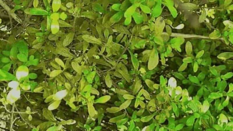 satureja vinimea-Jamaican mint tree