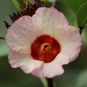 Jamaican Sorrel plant flower