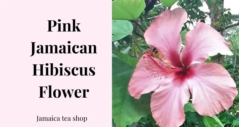 common pick hibiscus flower in Jamaican