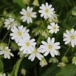 chickweed herb