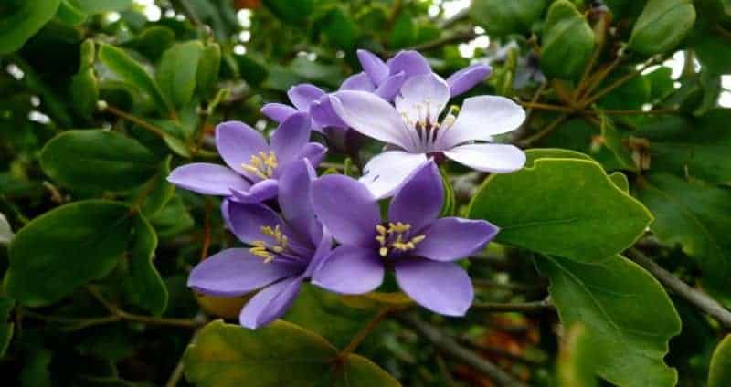 Lignum vitae-Jamaican national flower and medicinal herb