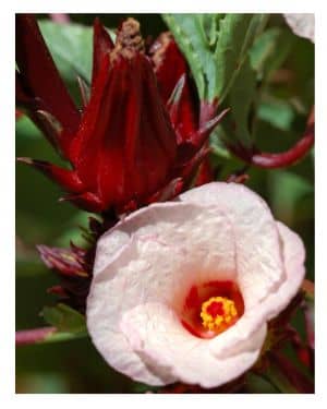 roselle hibliscus flower can be used to make tea