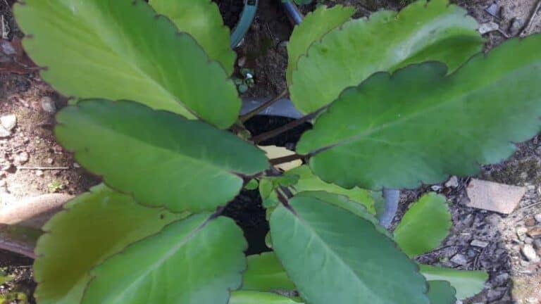 Jamaican Leaf of Life Plant