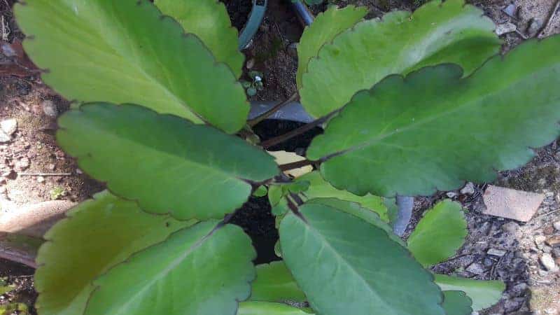 leaf of life house plant