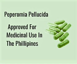 peperomia pellucida  medicinal uses