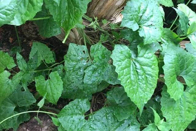 Guaco Herb: This Invasive Weed Has 5 Great Benefits