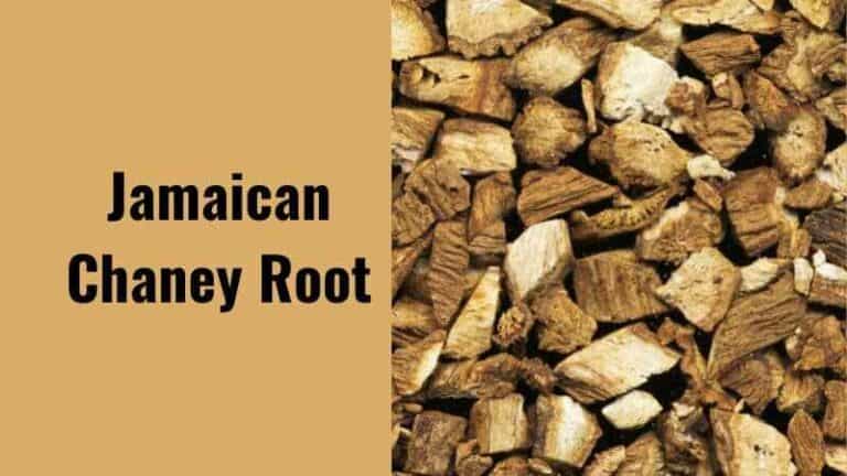 5 Outstanding Jamaican Chaney Root Benefits