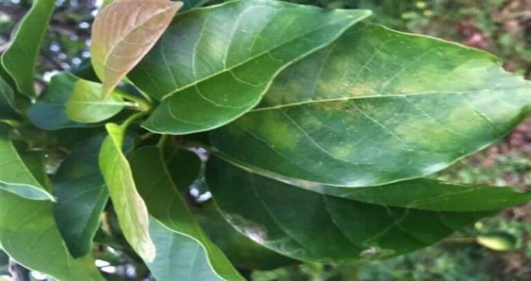 fresh Jamaican avocado leaves for making avocado leaves tea