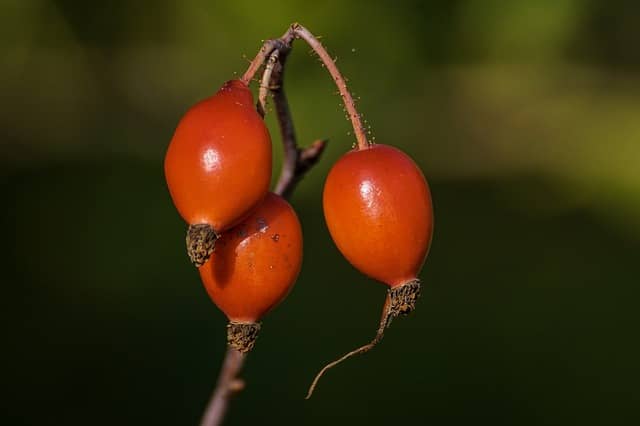 Rosehips one of the popular teas for inflammation