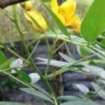 Jamaican Dandelion bush