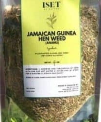 wildcrafted  Jamaican guinea hen weed