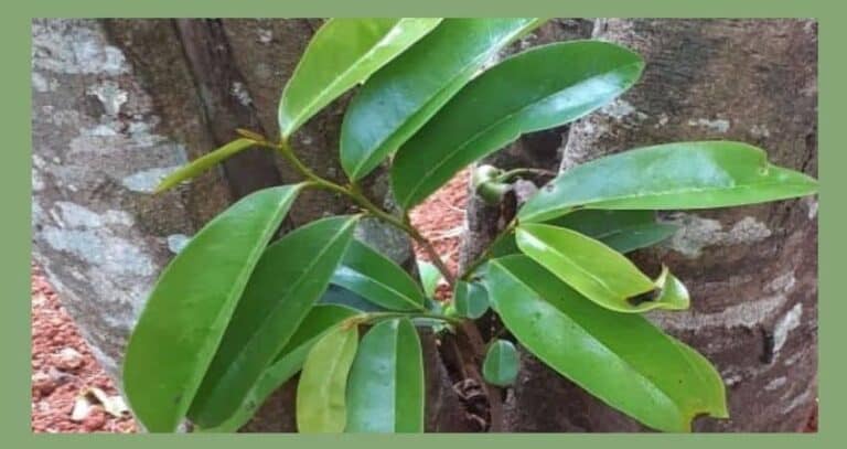 How to Make Organic Soursop Leaf Tea In 10 Minutes