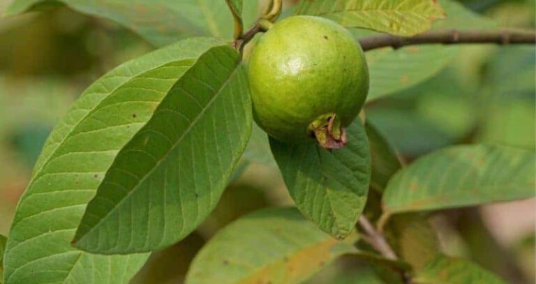 Powerful Guava Leaves And Fertility Benefits For Men