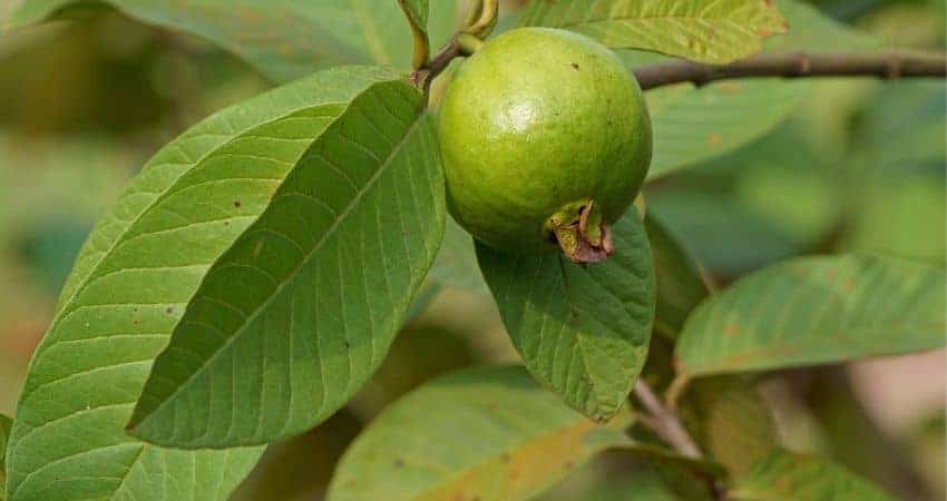 guava leaves and fertility