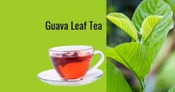 guava tea made from fresh guava leaves