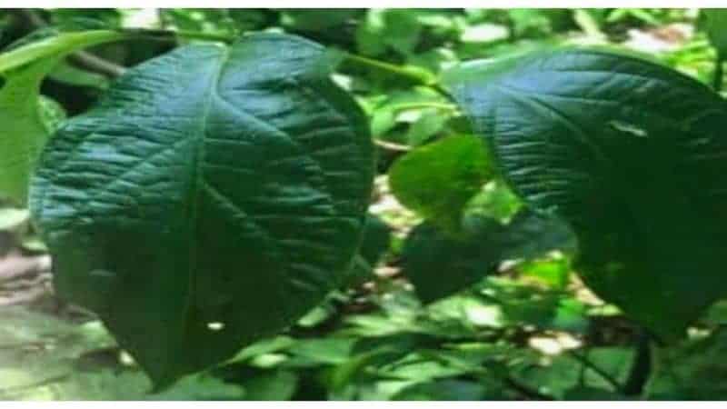 peperomia pellucida leaves