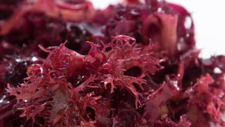 raw purple sea moss