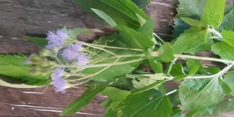 5 Benefits of Jack In The Bush Plant (Chromolaena odorata)