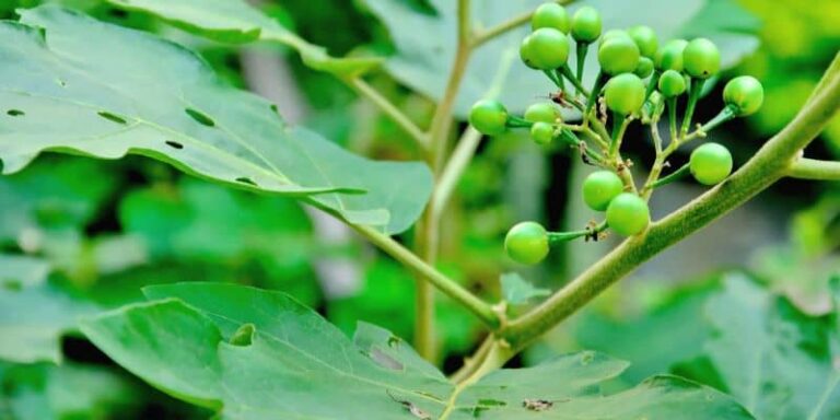 7 Benefits of Jamaican Susumba (Turkey Berries)
