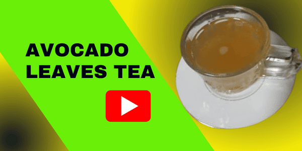 avocado pear leaf tea