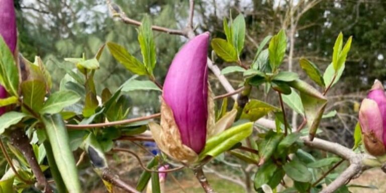 magnolia buds and flowers used to make magnolia tea