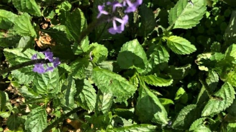 the Stachytarpheta jamaicensis commonly known as vervine bush in Jamaica.