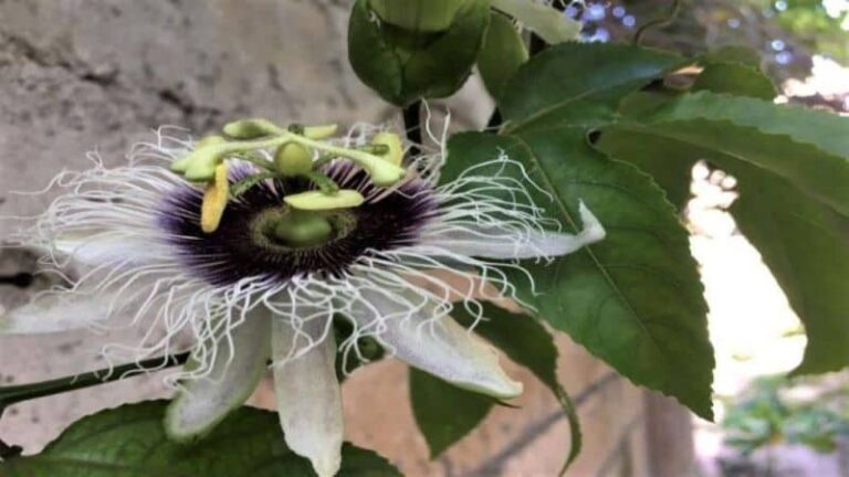Jamaican purple passion flower contains passion flower tea benefits