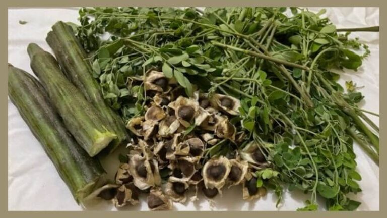 Several Moringa benefits for men have been identified in the Moringa plant.