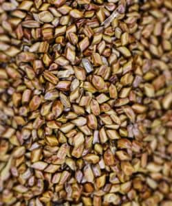 roasted Jamaican Dnadelion seeds