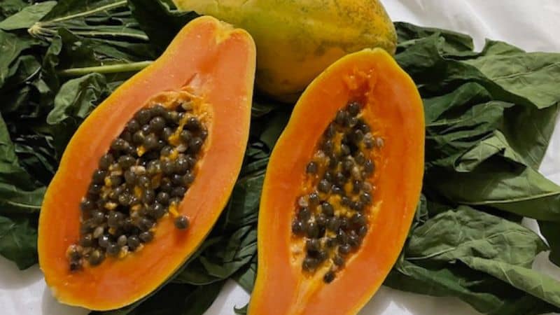 papaya fruits and leaves for making papaya leaf tea