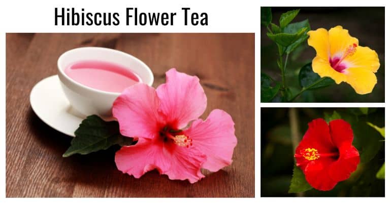 anu edible hibicus flower may be used to make resfreshing hibiscus tea
